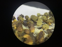 Physarum polycephalum