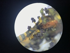 Physarum polycephalum