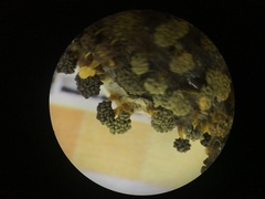 Physarum polycephalum