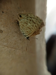 Leptotes pirithous