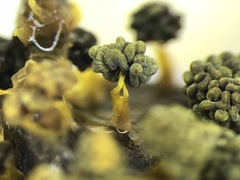 Physarum polycephalum