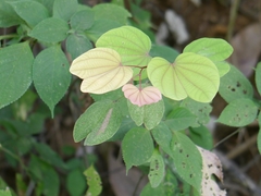 Bauhinia phoenicea
