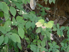 Bauhinia phoenicea