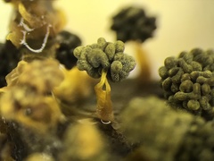 Physarum polycephalum