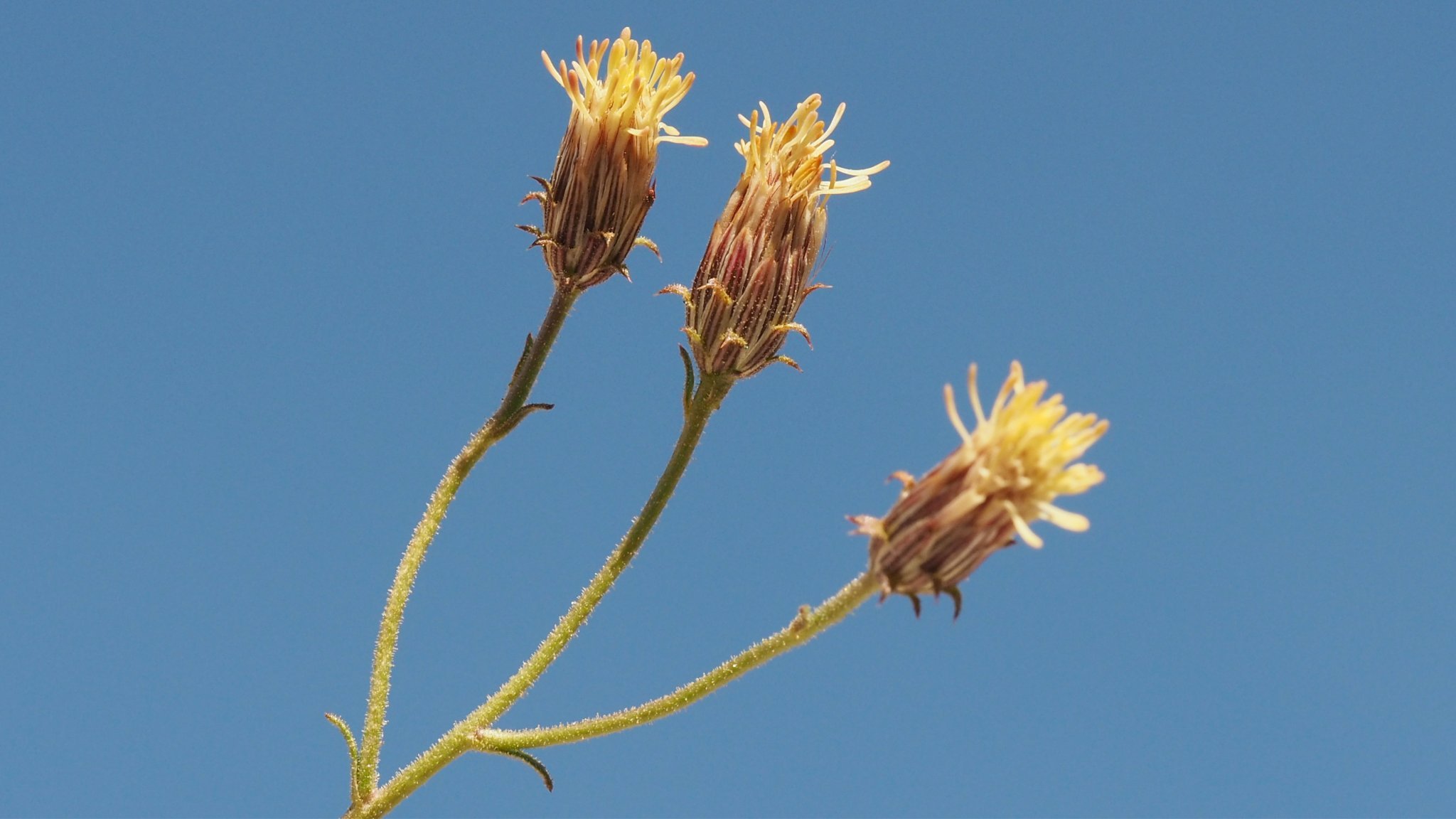 Pleurocoronis pluriseta