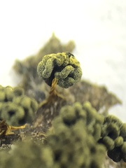 Physarum polycephalum