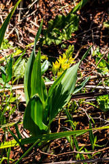 Hypoxis colchicifolia