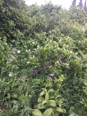 Veratrum viride eschscholtzianum