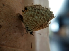 Leptotes pirithous