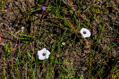 Ipomoea crassipes