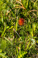 Kniphofia coddiana