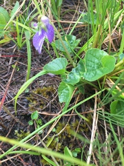 Viola langsdorffii