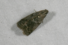 Oreana unicolorella