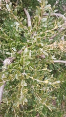 Buxus