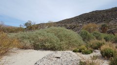 Atriplex lentiformis lentiformis