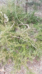 Buxus