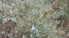 Atriplex lentiformis lentiformis