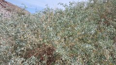 Atriplex lentiformis lentiformis