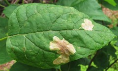 Amauromyza pleuralis