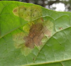 Amauromyza pleuralis