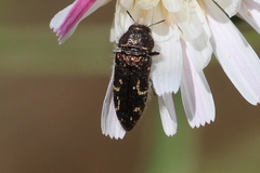 Acmaeodera retifera
