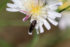 Acmaeodera retifera