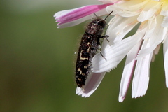 Acmaeodera retifera