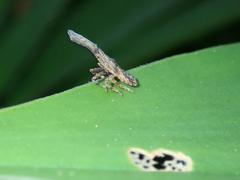 Pyrops candelaria