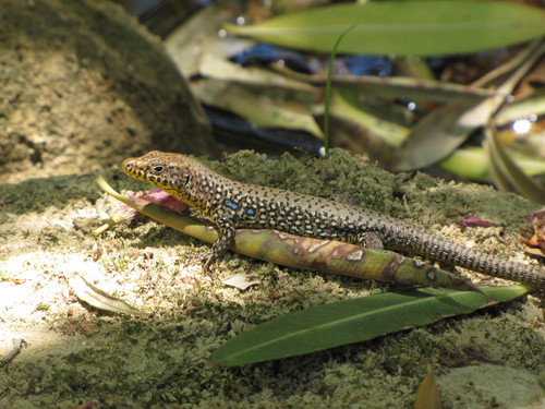 Greek Rock Lizard, Peloponnese, Peloponnese, Western Greece and the Ionian Islands, GR, photo 9 of 10