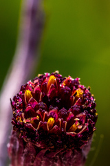 Senecio discodregeanus