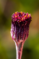 Senecio discodregeanus