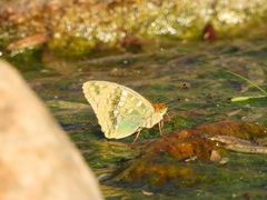Argynnis vorax