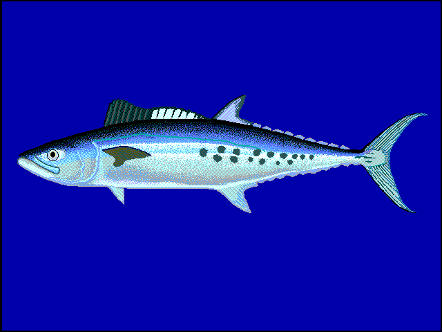 Queensland Mackerel