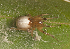 Deliochus idoneus