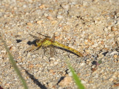 Sympetrum striolatum imitoides