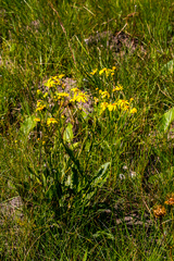 Senecio heliopsis