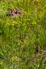 Senecio heliopsis