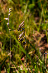 Silene burchellii