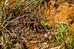 Stapelia leendertziae