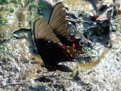 Heraclides rogeri pharnaces