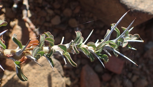 Image of Monsonia camdeboensis by (c) Nicola van Berkel, some rights reserved (CC BY-SA)