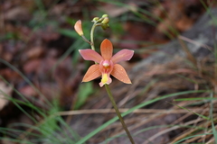 Bletia coccinea