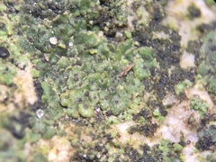 Endocarpon pallidulum