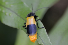 Chauliognathus tripartitus