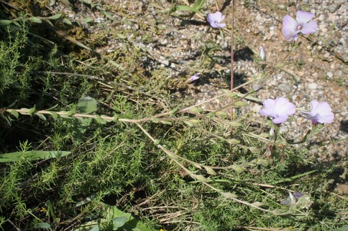 Linum hirsutum, photograph 4