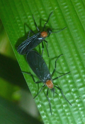 September Fly