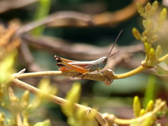 Staurorhectus longicornis