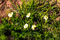 Thunbergia atriplicifolia