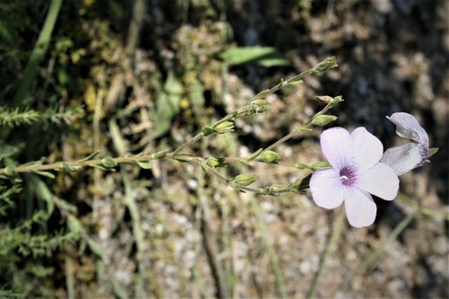 Linum hirsutum, photograph 5