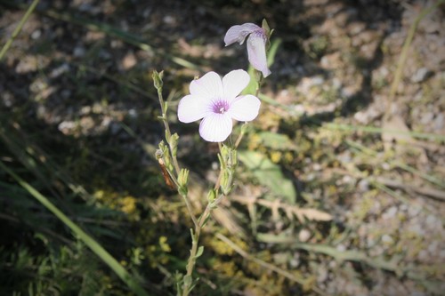 Linum hirsutum, photograph 6